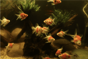 Zlatá rybka Tamasaba